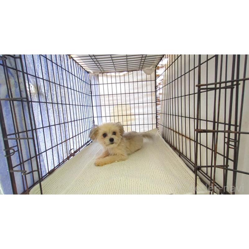 販売中の茨城県のチワマル:チワワ×マルチーズ-388709