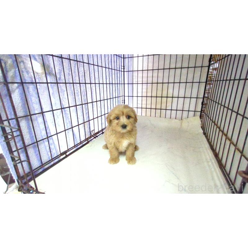 販売中の茨城県のマルプー:マルチーズ×トイプードル-417796の2枚目