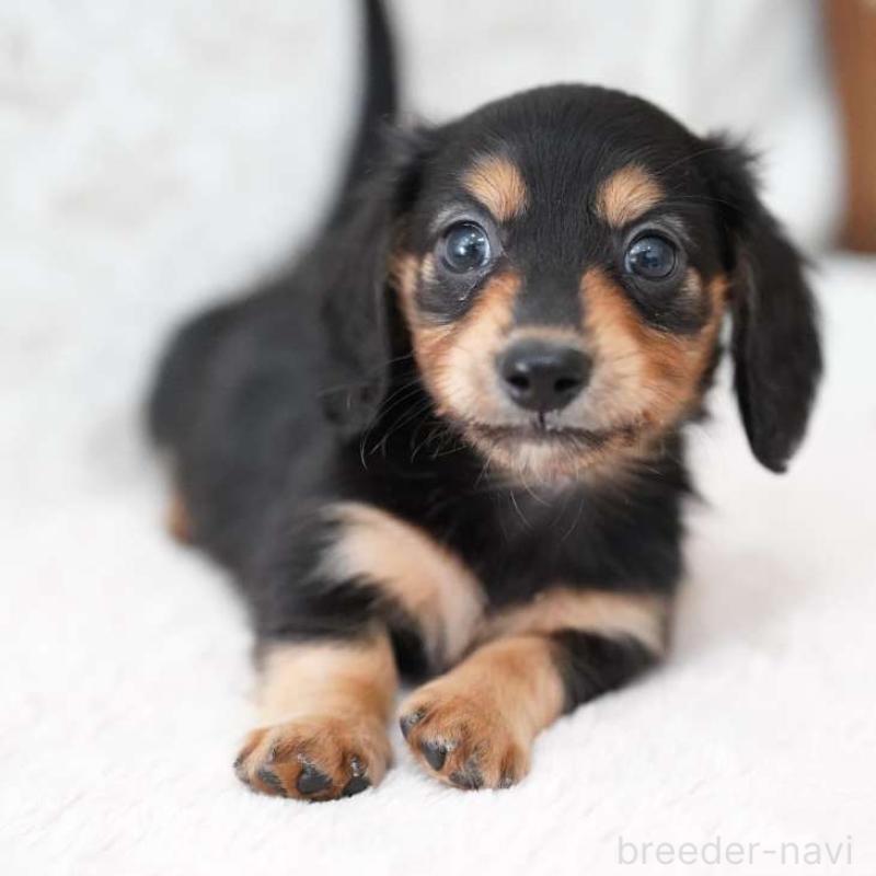 販売中の埼玉県のカニンヘンダックスフンド(ロングヘアード)-424885の1枚目