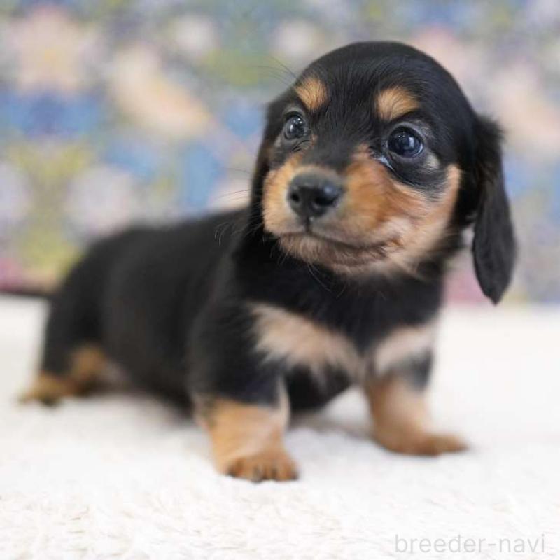 販売中の埼玉県のカニンヘンダックスフンド(ロングヘアード)-424885の7枚目