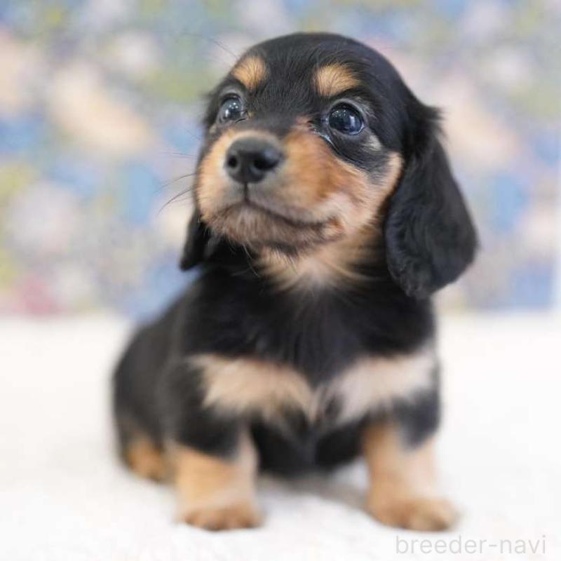 販売中の埼玉県のカニンヘンダックスフンド(ロングヘアード)-424885の8枚目