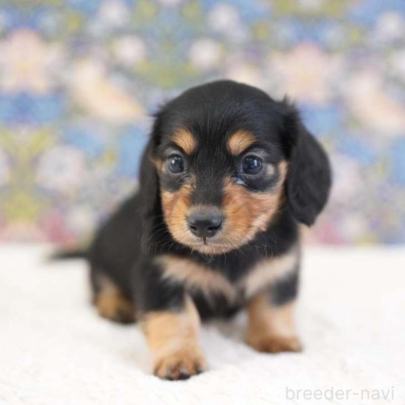 販売中の埼玉県のカニンヘンダックスフンド(ロングヘアード)-424885の5枚目