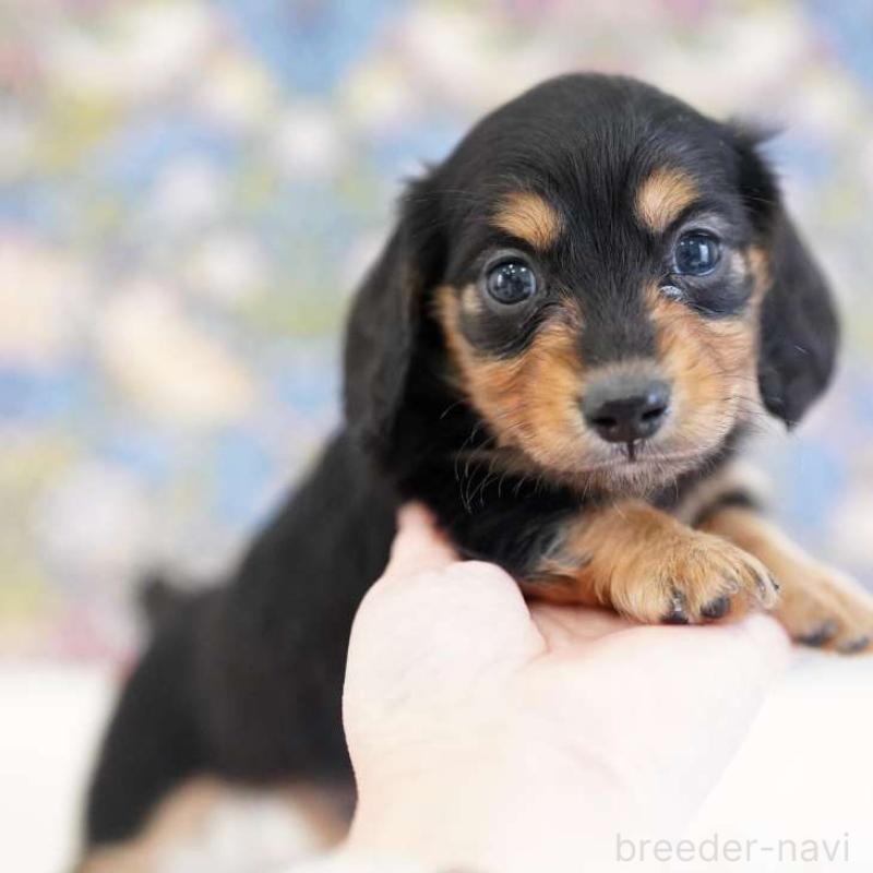 販売中の埼玉県のカニンヘンダックスフンド(ロングヘアード)-424885の6枚目