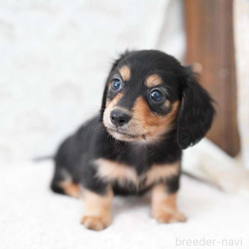 販売中の埼玉県のカニンヘンダックスフンド(ロングヘアード)-424885の4枚目