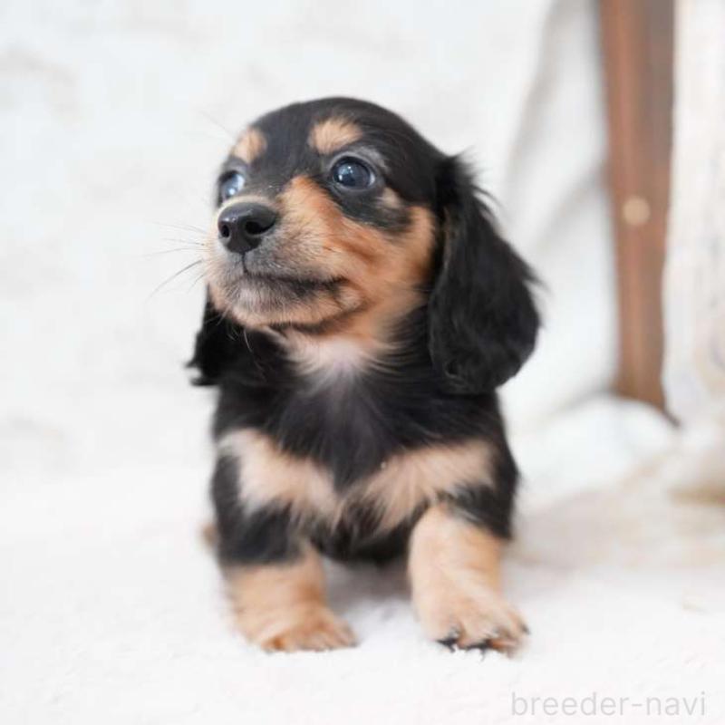 販売中の埼玉県のカニンヘンダックスフンド(ロングヘアード)-424885の3枚目