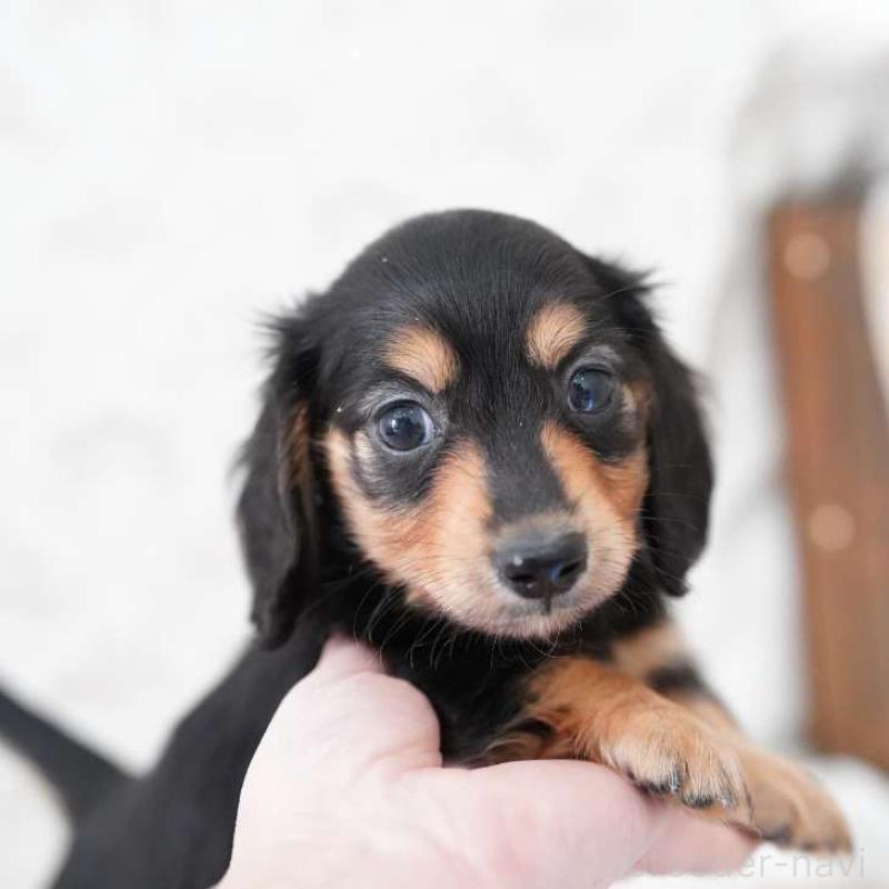 販売中の埼玉県のカニンヘンダックスフンド(ロングヘアード)-424885の2枚目