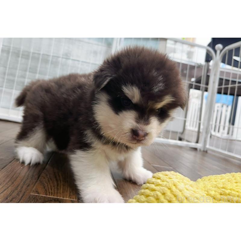 販売中の東京都のアラスカンマラミュート-424886の1枚目