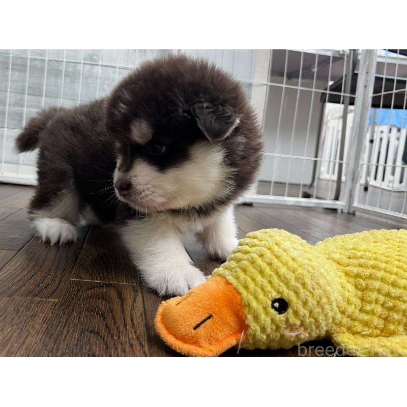 販売中の東京都のアラスカンマラミュート-424886の8枚目