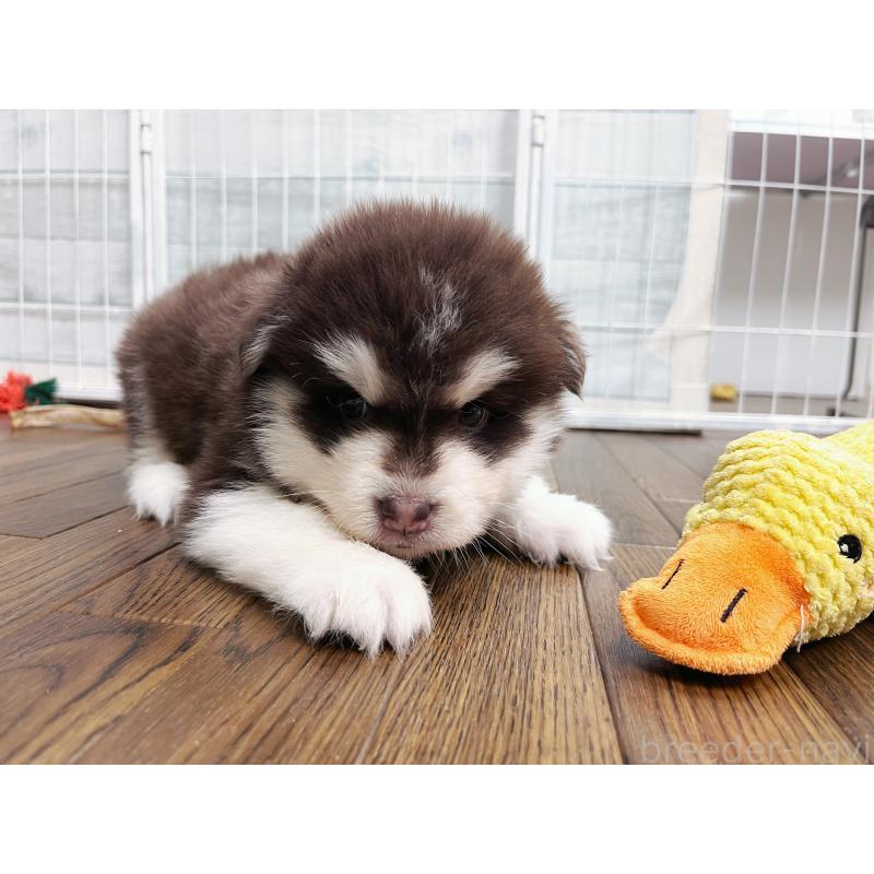 販売中の東京都のアラスカンマラミュート-424886の7枚目