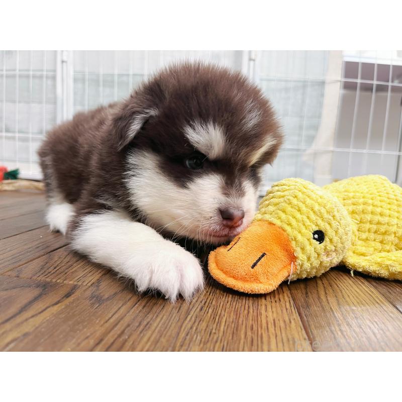 販売中の東京都のアラスカンマラミュート-424886の5枚目