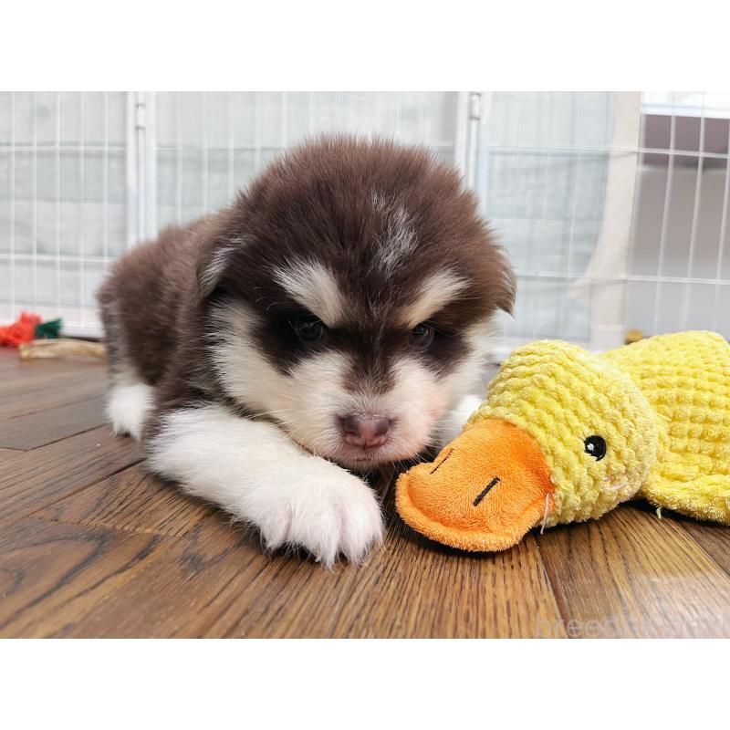 販売中の東京都のアラスカンマラミュート-424886の4枚目