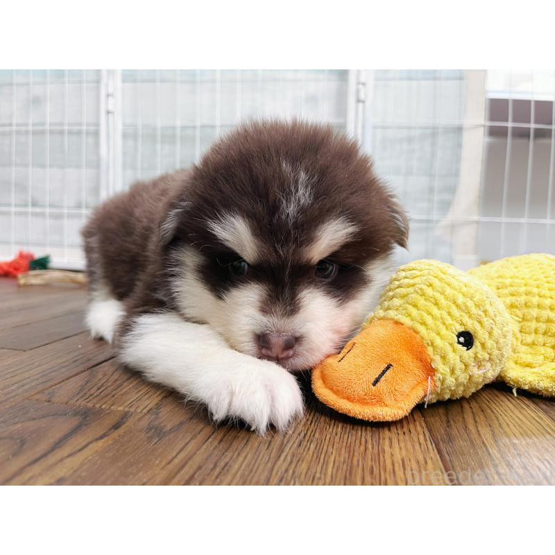 販売中の東京都のアラスカンマラミュート-424886の3枚目