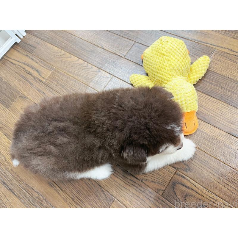 販売中の東京都のアラスカンマラミュート-424886の2枚目