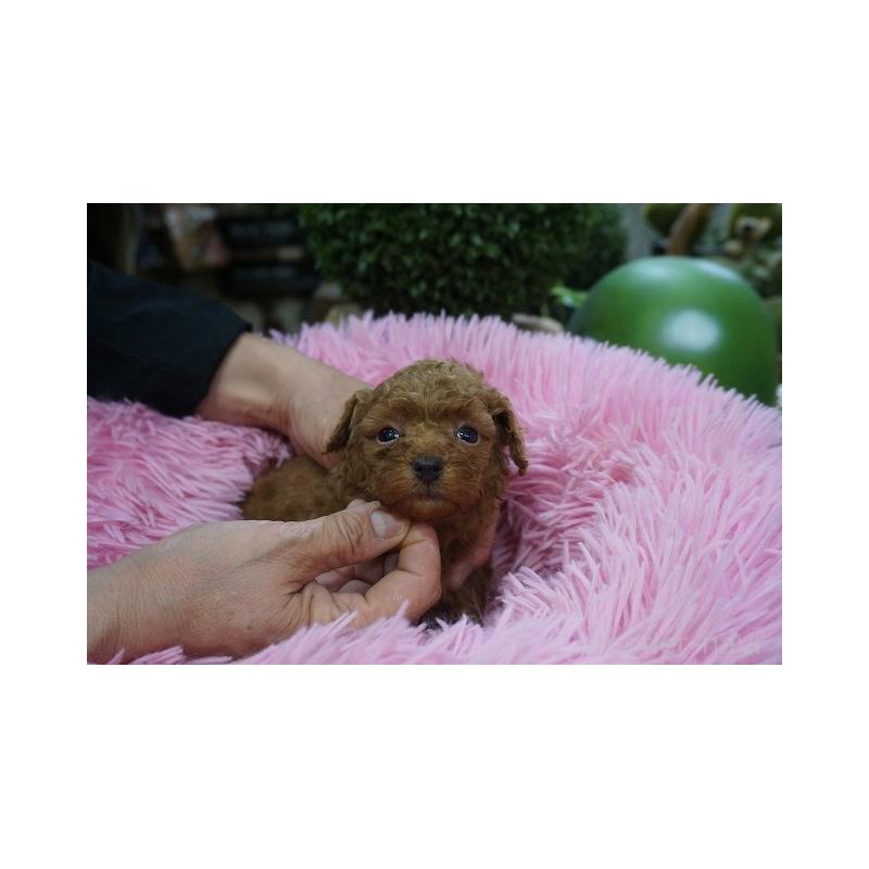 販売中の京都府のマルプー:マルチーズ×トイプードル-424887の5枚目