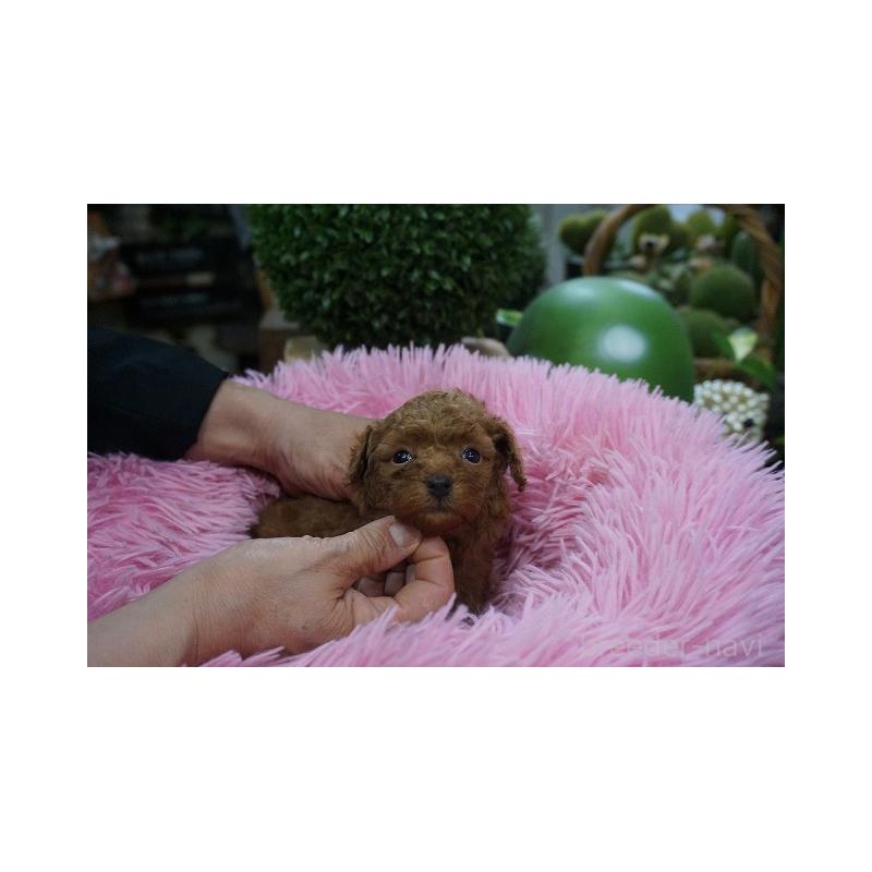 販売中の京都府のマルプー:マルチーズ×トイプードル-424887の4枚目