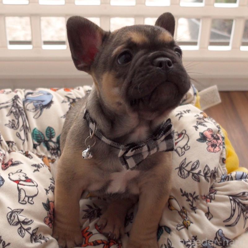 成約済の千葉県のフレンチブルドッグ-421507の2枚目