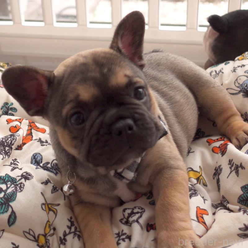 商談中の千葉県のフレンチブルドッグ-421507