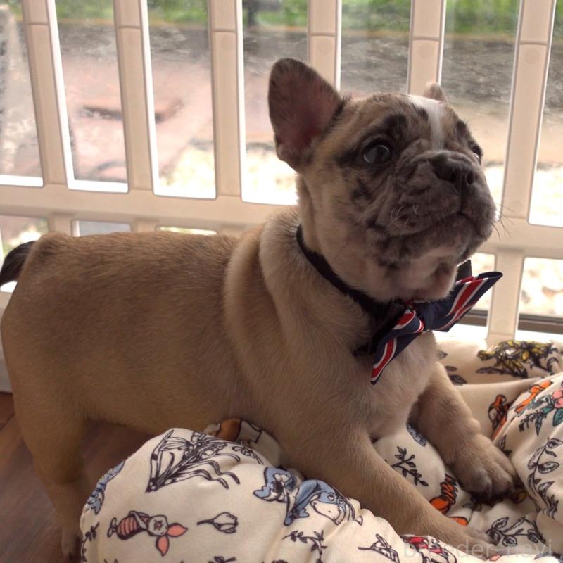 成約済の千葉県のフレンチブルドッグ-417965の2枚目