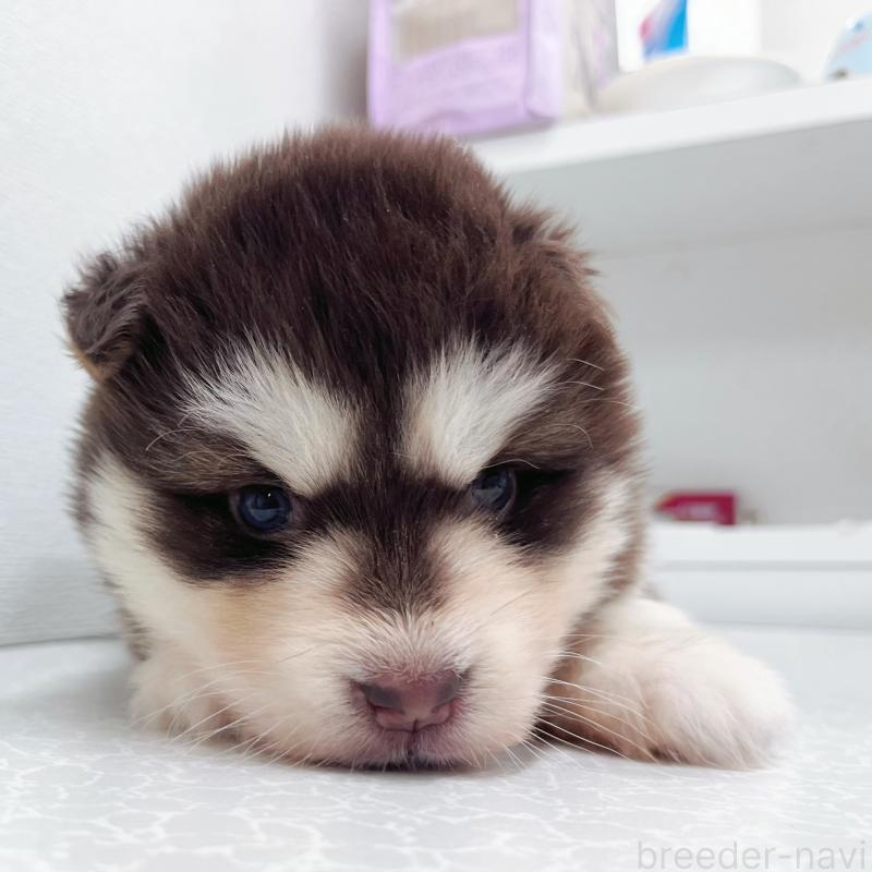 販売中の東京都のアラスカンマラミュート-424888