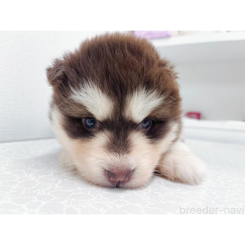 販売中の東京都のアラスカンマラミュート-424888の9枚目