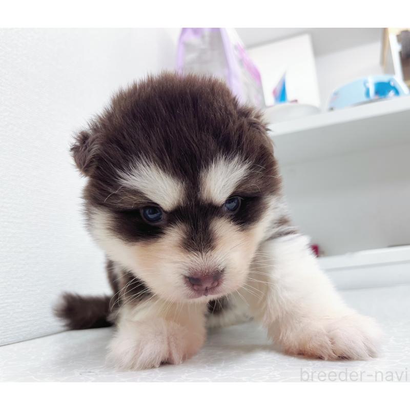 販売中の東京都のアラスカンマラミュート-424888の8枚目