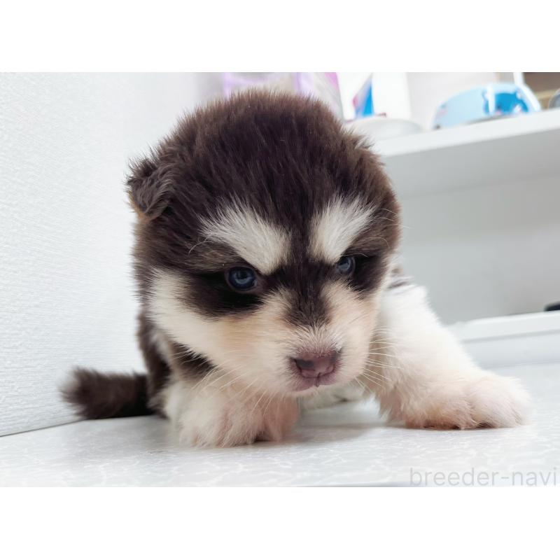 販売中の東京都のアラスカンマラミュート-424888の7枚目