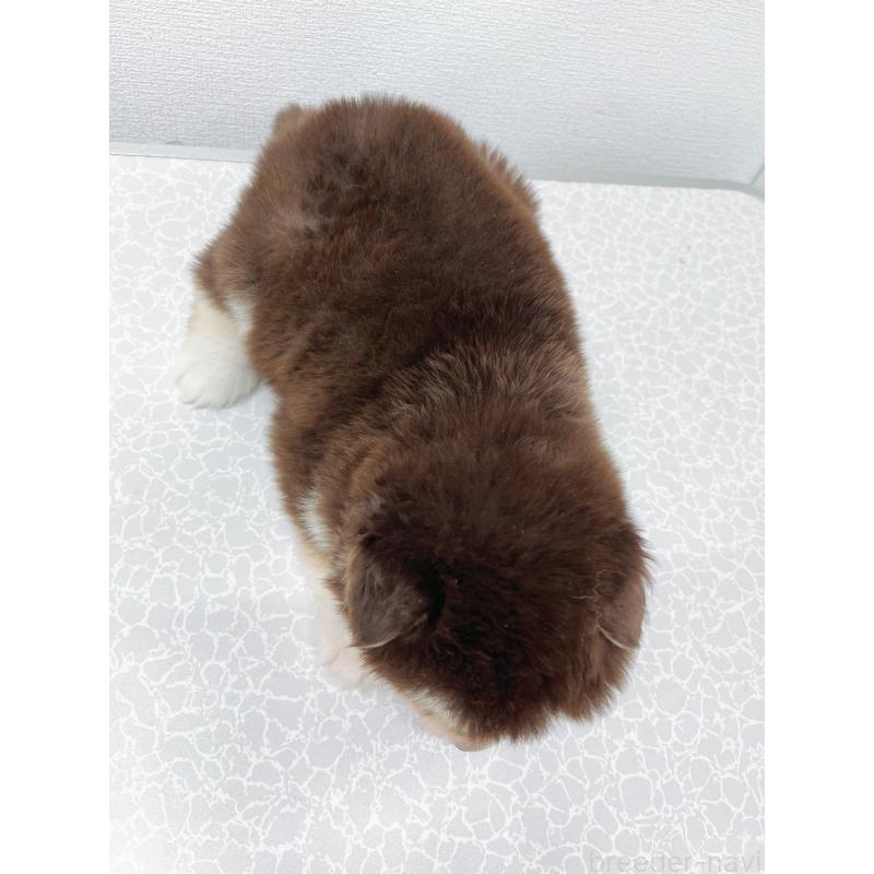 販売中の東京都のアラスカンマラミュート-424888の6枚目