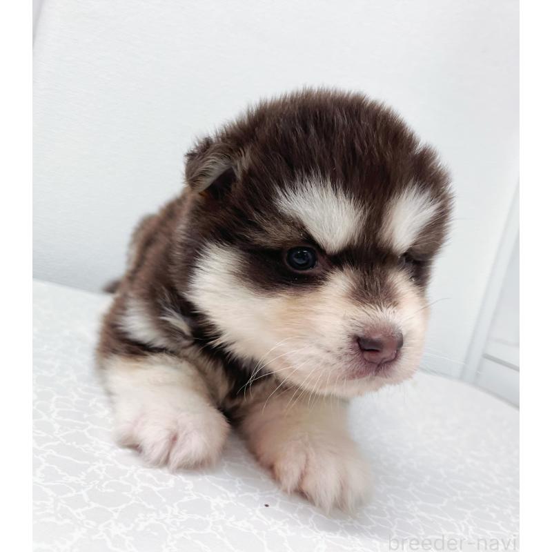 販売中の東京都のアラスカンマラミュート-424888の5枚目