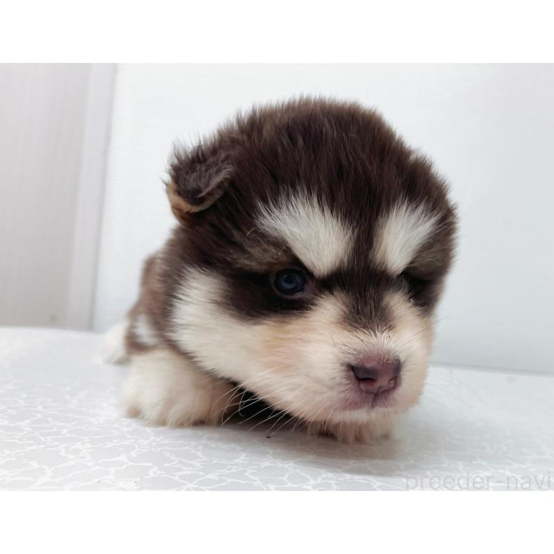 販売中の東京都のアラスカンマラミュート-424888の3枚目