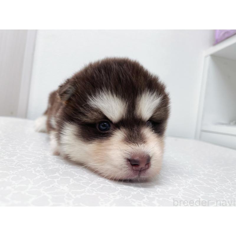 販売中の東京都のアラスカンマラミュート-424888の2枚目