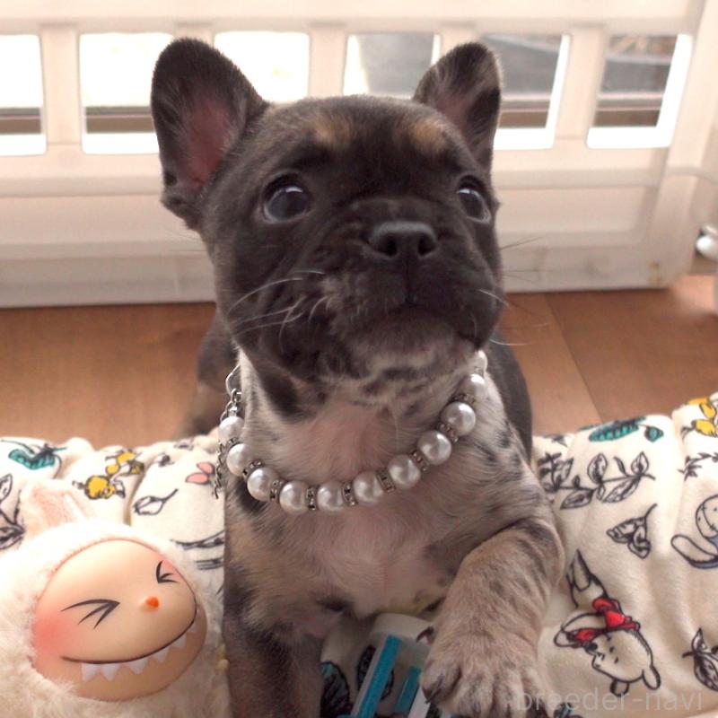 販売中の千葉県のフレンチブルドッグ-421515