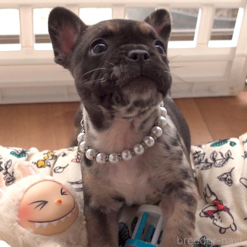 成約済の千葉県のフレンチブルドッグ-421515の3枚目