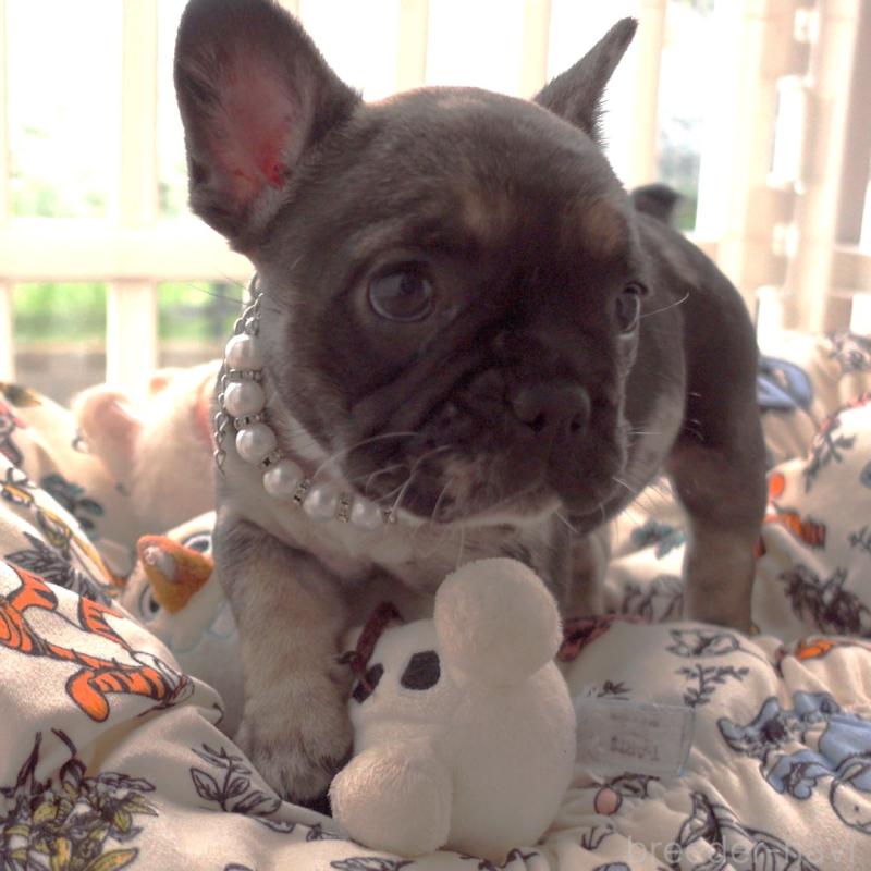 成約済の千葉県のフレンチブルドッグ-421515の2枚目