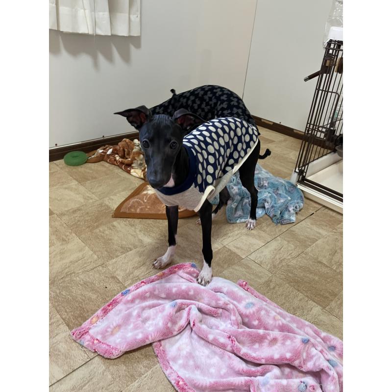 成約済の滋賀県のイタリアングレーハウンド(イタグレ)-402858の4枚目