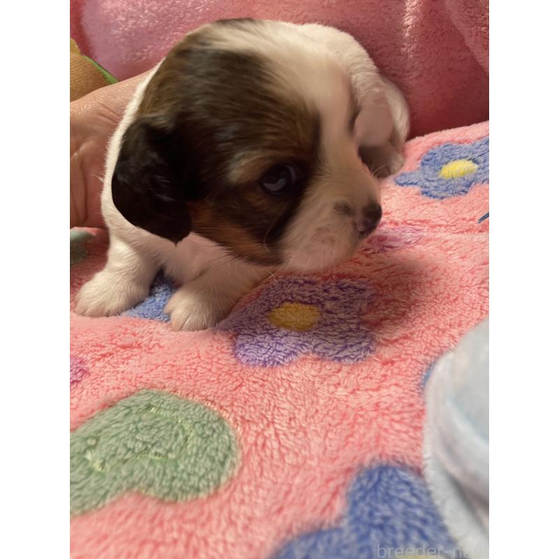 販売中の神奈川県のチワックス:チワワ×ミニチュアダックスフンド-424889