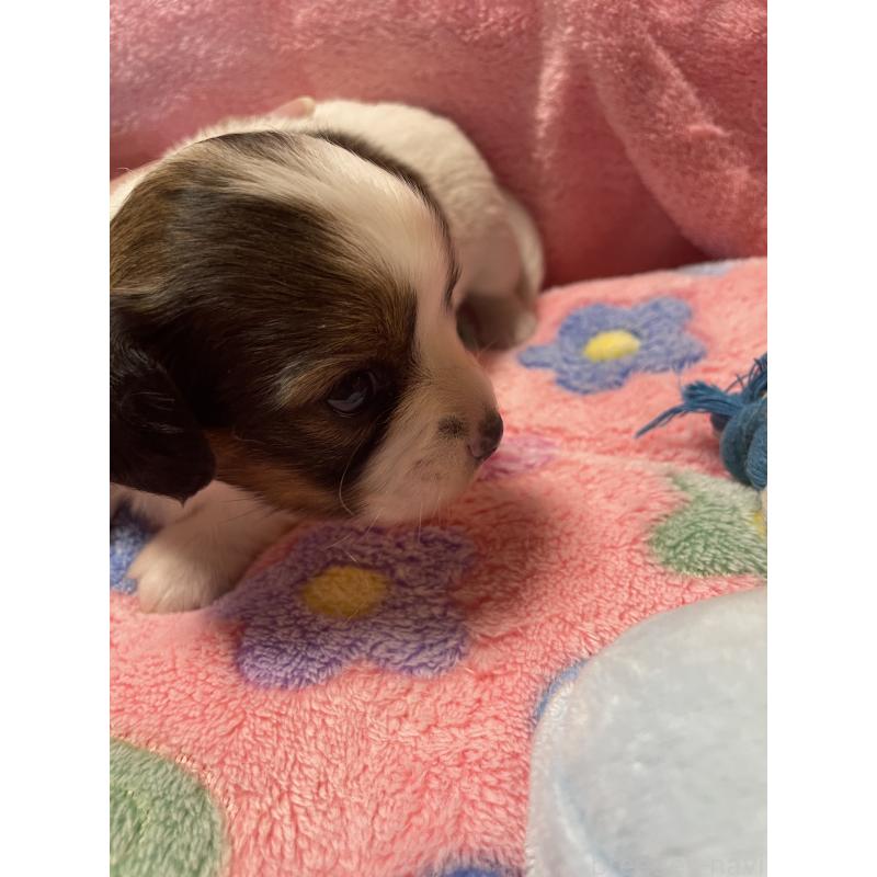 販売中の神奈川県のチワックス:チワワ×ミニチュアダックスフンド-424889の6枚目