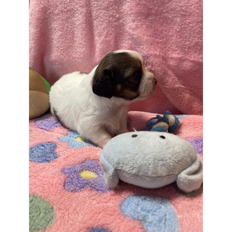 販売中の神奈川県のチワックス:チワワ×ミニチュアダックスフンド-424889の5枚目