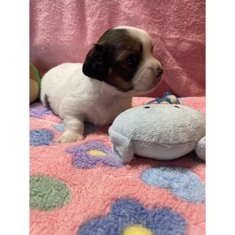 販売中の神奈川県のチワックス:チワワ×ミニチュアダックスフンド-424889の4枚目