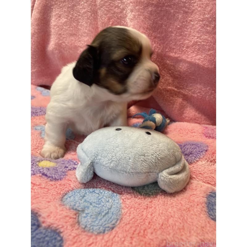 販売中の神奈川県のチワックス:チワワ×ミニチュアダックスフンド-424889の3枚目