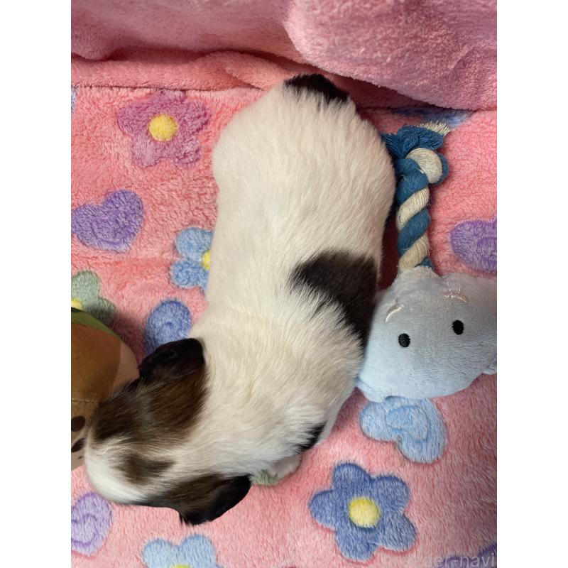 販売中の神奈川県のチワックス:チワワ×ミニチュアダックスフンド-424889の2枚目