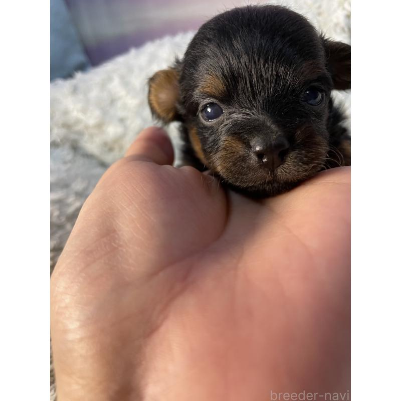 販売中ののポメプー:ポメラニアン×トイプードル-424890