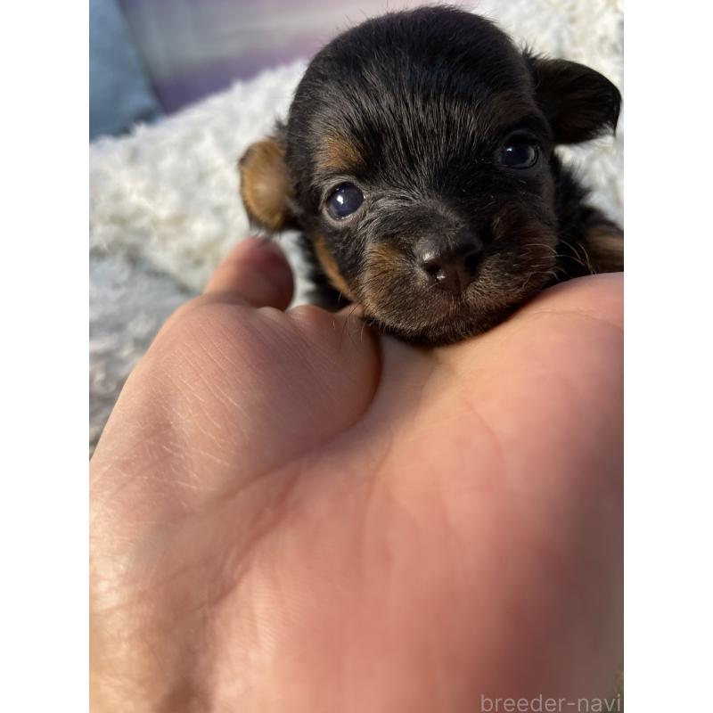 販売中の神奈川県のポメプー:ポメラニアン×トイプードル-424890の5枚目