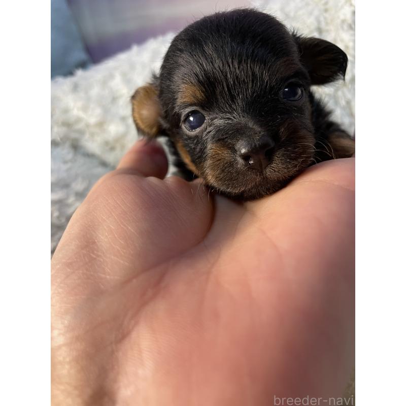 販売中の神奈川県のポメプー:ポメラニアン×トイプードル-424890の4枚目