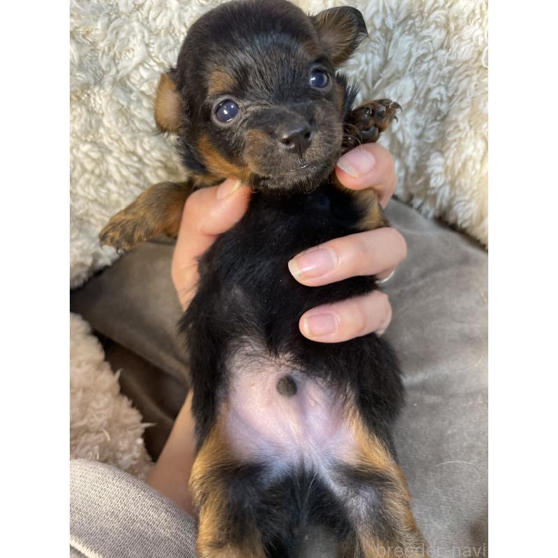 販売中の神奈川県のポメプー:ポメラニアン×トイプードル-424890の3枚目