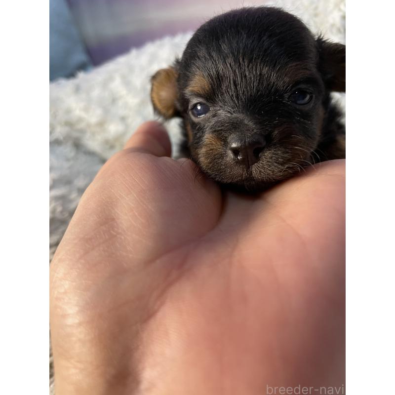 販売中の神奈川県のポメプー:ポメラニアン×トイプードル-424890の2枚目