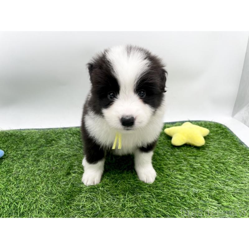 販売中の愛知県のボーダーコリー-424891の5枚目