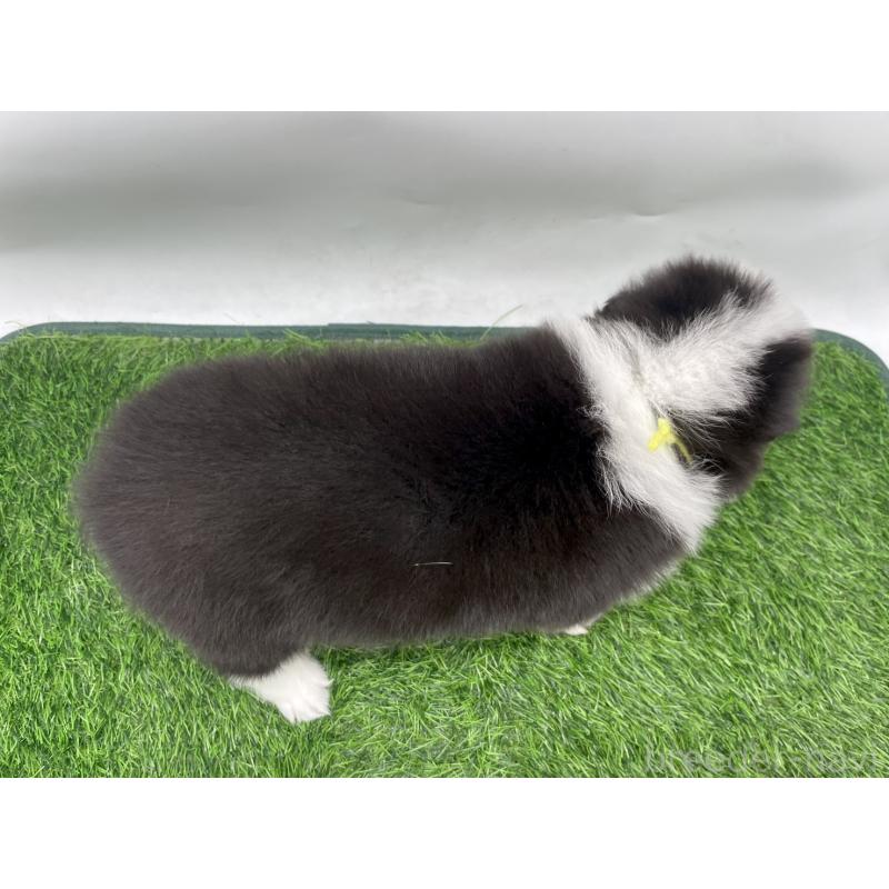 販売中の愛知県のボーダーコリー-424891の4枚目