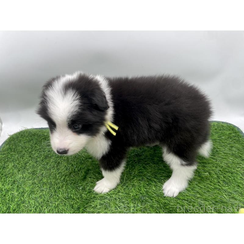 販売中の愛知県のボーダーコリー-424891の3枚目