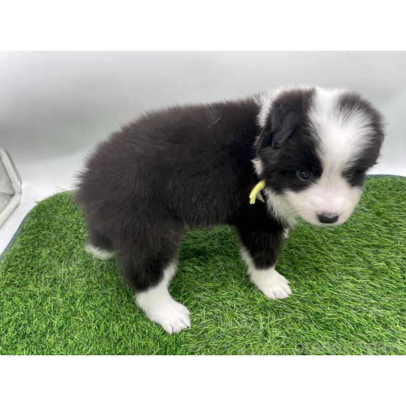 販売中の愛知県のボーダーコリー-424891の2枚目