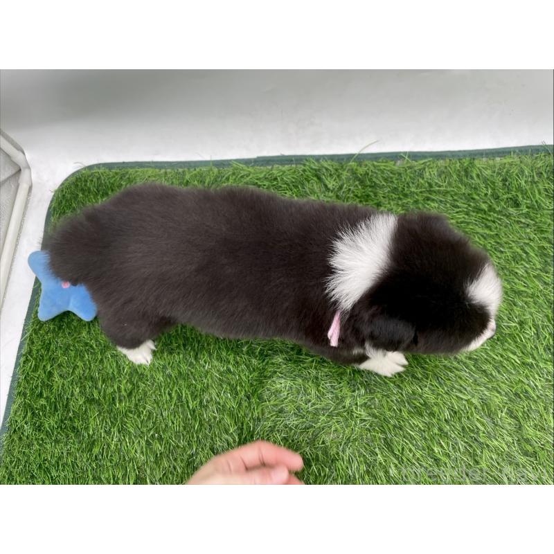 販売中の愛知県のボーダーコリー-424892の3枚目